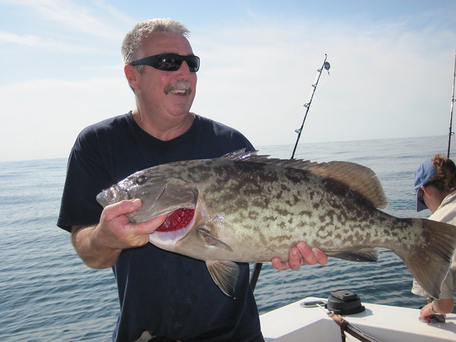 Gag grouper caught for the descending gear project