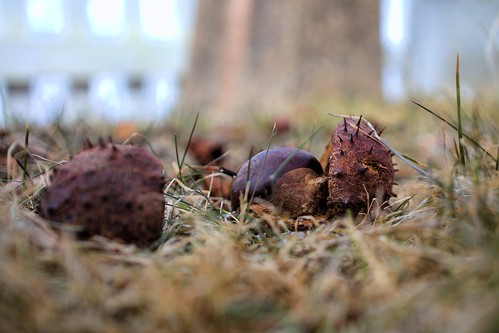 grass novascotia ground chestnut
