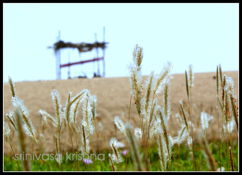 life blue sky india white flower grass silver garden big sand view desert good small philosophy oasis human rest shelter vizag andhrapradesh vedanta visakhapatnam rellu