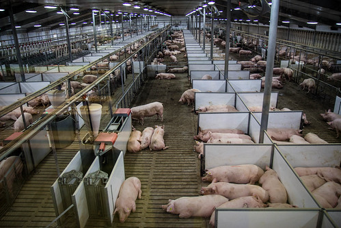 pigs hogs fair oaks farm indiana may 2016 newton pen pig