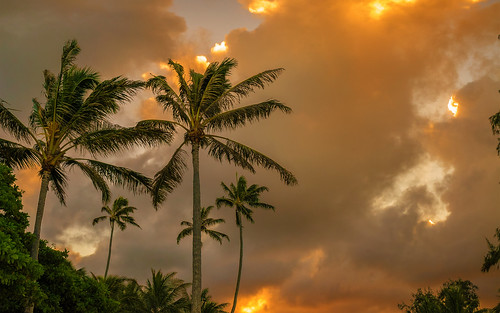 november autumn trees sunset nature hawaii warm day cloudy oahu palm goldenhour 2012 kailua