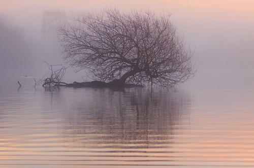 nottingham mist nature fog sunrise reflections dawn reserve attenborough ripples delicate nottinghamshire