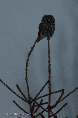 bird minnesota animal us owls borealowl aegolius stlouiscounty aegoliusfunereus