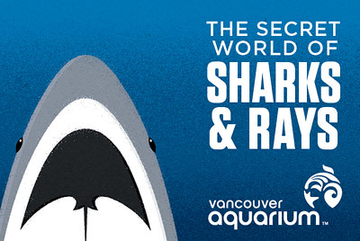 Sharks&Rays_WebGraphic