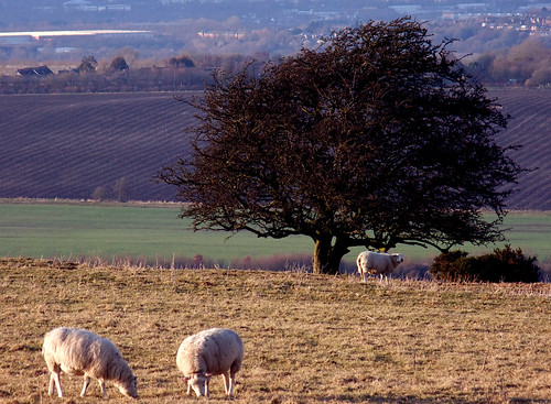 trees landscape spring sheep wiltshire barburycastle