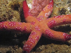 They typically have a central disc and five arms, though some species have many more arms than this. The aboral or upper surface may be smooth, granular or spiny, and is covered with overlapping plates. Many species are brightly coloured in various shades