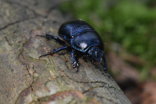 hmyz brno brnenskaprehrada anoplotrupesstercorosus chrobaklesni macro insect beetle
