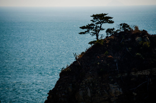 blue winter tree beach water beautiful silhouette landscape korea southkorea gyeongsangnamdo geojesi d5100