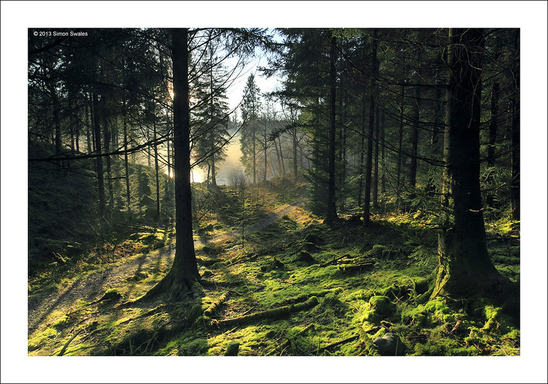 Shadowlands, Loch Ard Forest, Trossachs - Shortlisted: OPOTY 2014