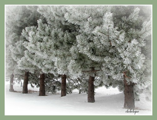 trees white nature pretty frost hoarfrost pines blueribbonwinner blueribbonphotography travelpilgrems