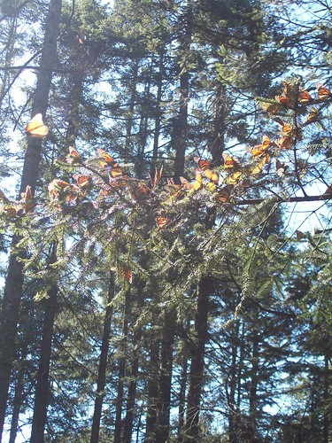 Monarch Butterfly Migration in Michoacan, Mexico