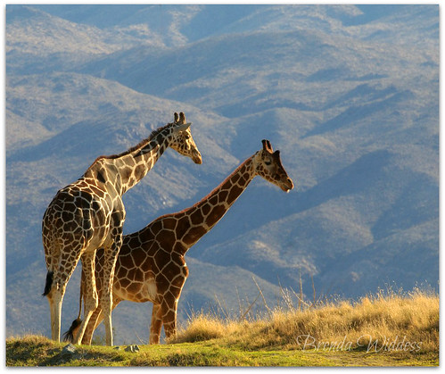 california animal desert ngc longneck npc giraffe february palmdesert livingdesert 2013 specanimal nikkor70200mmf28vr naturesharmony coth5 nikond300s sunrays5