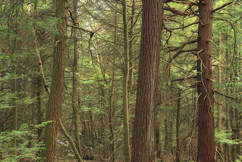 trees nature forest spring hiking pennsylvania creativecommons coniferous hemlocks oldgrowthforest clintoncounty tsugacanadensis pennyhill baldeaglestateforest easternhemlocks relictforest mountriansares riansaresmountain mtriansares