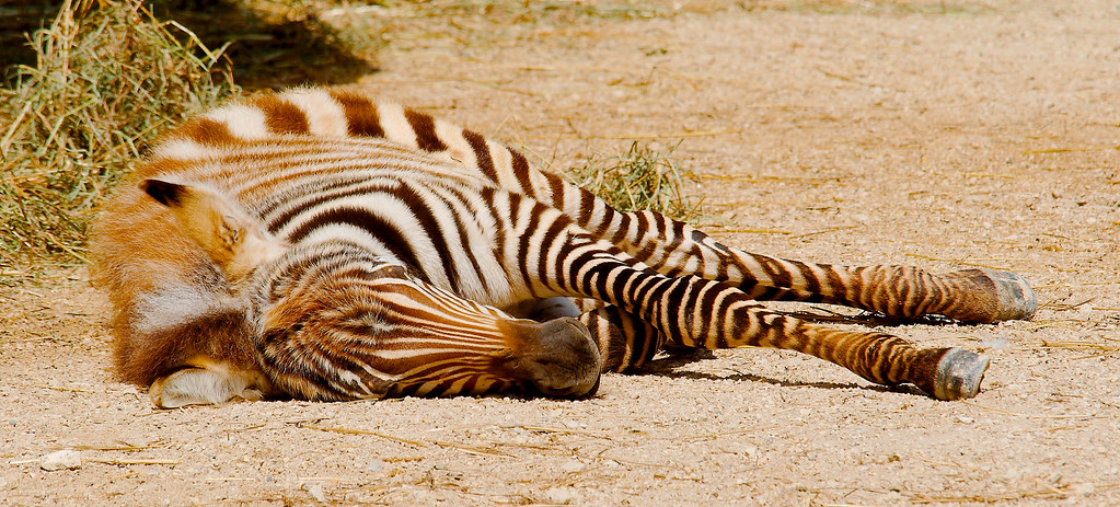 Grant's Zebra (Equus burchelli bohmi)_4