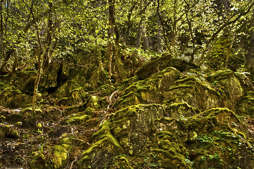 trees fall nature germany spring rocks stones natur steine valley baum tal felsen ahr altenahr ahrtal frühing langfigtal