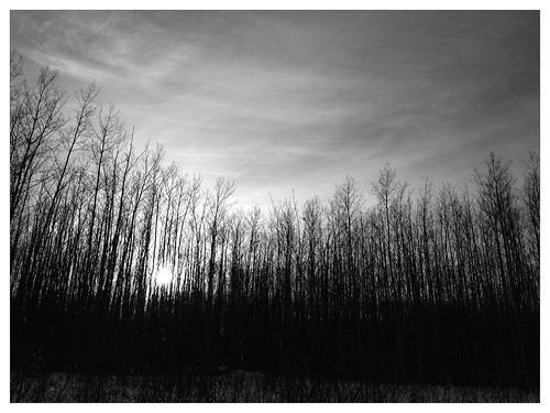 trees greenbelt rmwb uploaded:by=flickrmobile flickriosapp:filter=panda pandafilter