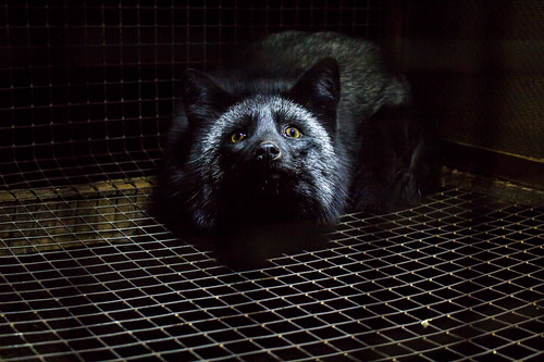 fur farming fox
