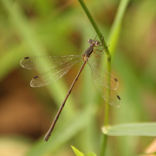 insect damselfly lestes lestidae