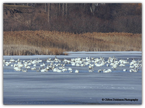 white ontario canada male ice water beautiful alaska female port point bay flying spring long north over swans covered resting migration waterfowl avian rowen migrating