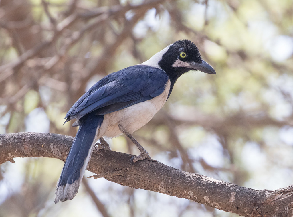 White-tailed Jay | Bird | Laura Erickson's For the Birds