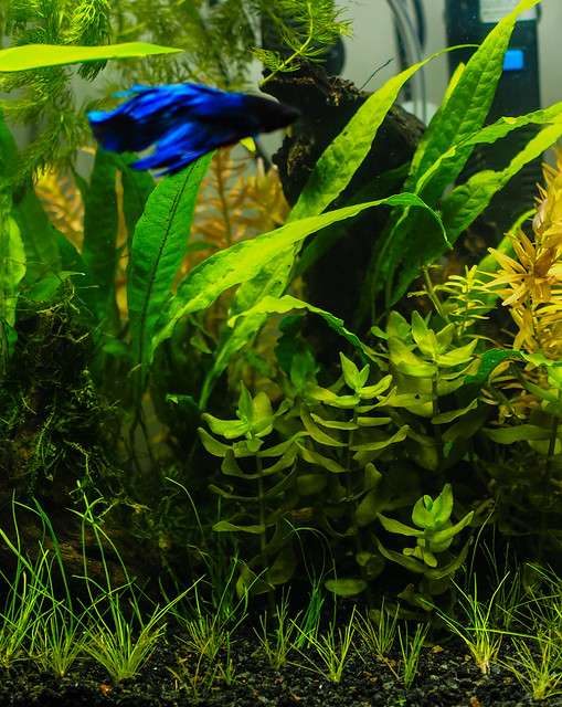 Added Java fern from the 2 gallon