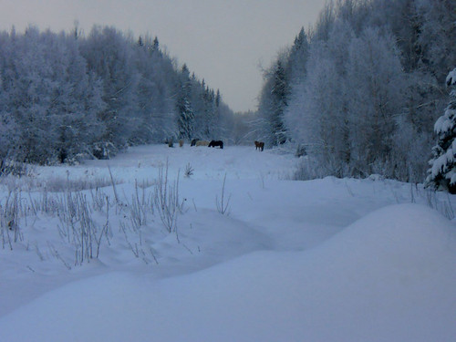 winter horses alaska