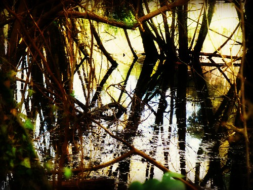 reflection tree water brittany eau bretagne reflet arbre côtesdarmor canalnantesbrest