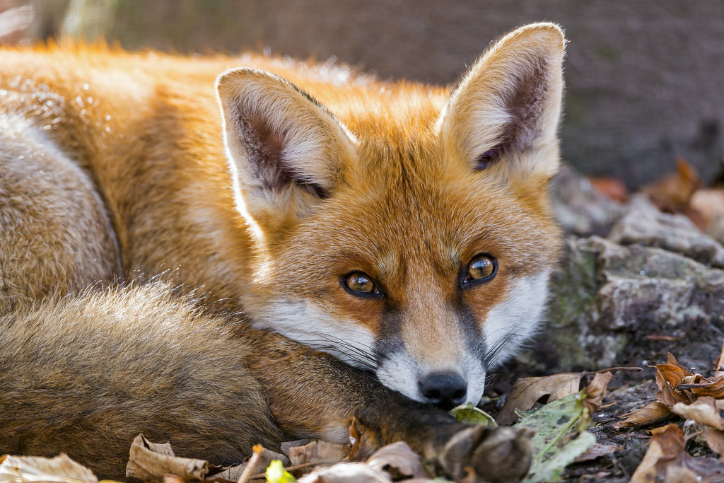Lying relaxed fox