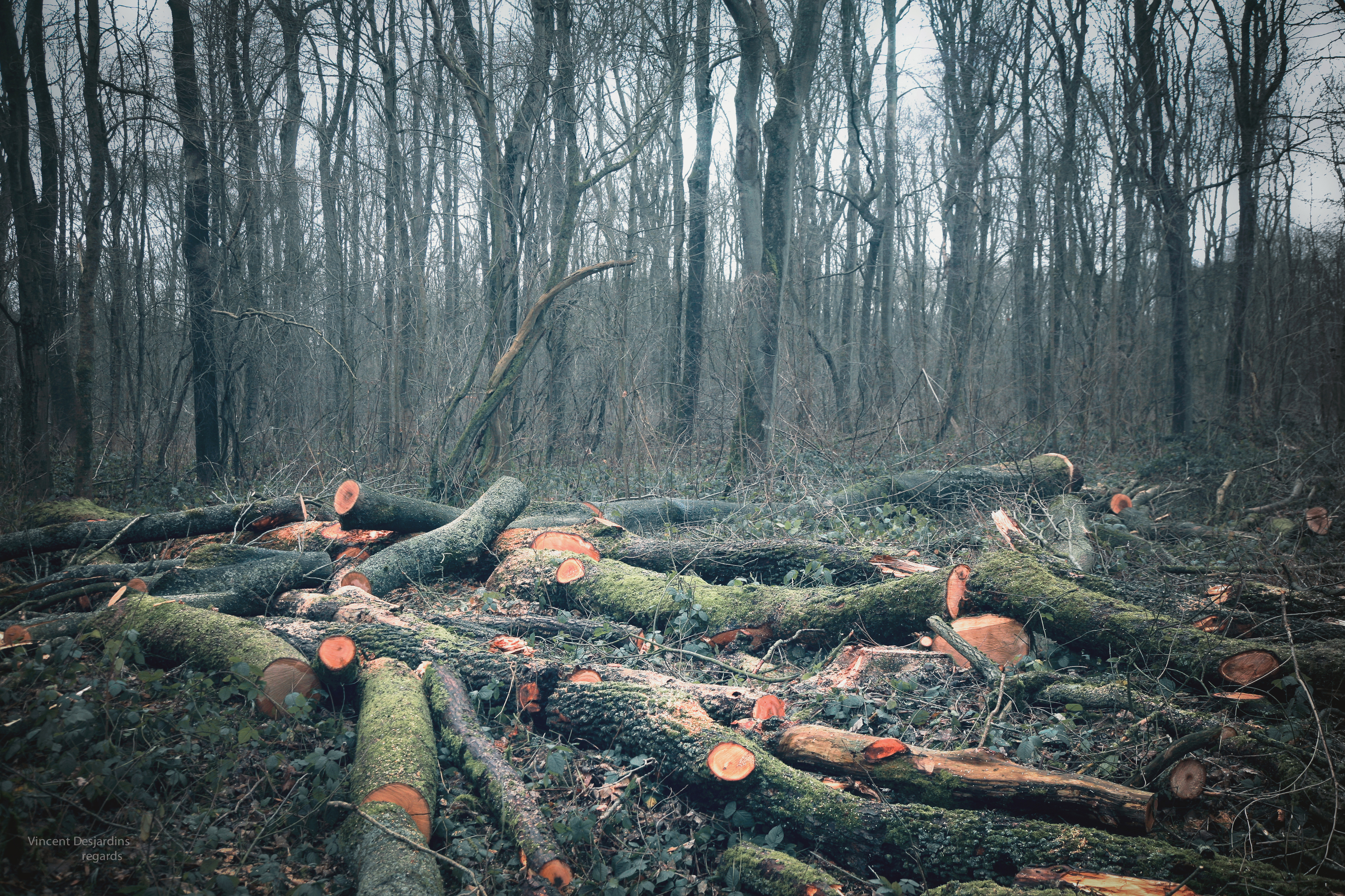 Сон спиленное дерево. Срубленный лес. Вырубка лесов. Срубленные деревья. Природа срубленные леса.