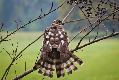ranch bird canon spread florida hawk stripes feathers explore coopers polkadot drying