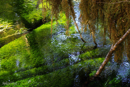 shadow plant reflection nature landscape moss hoh rainforest stream lichen olympicnationalpark vigilantphotographersunite vpu2 vpu3 vpu4 vpu5 vpu6 vpu7 vpu8 vpu9 vpu10