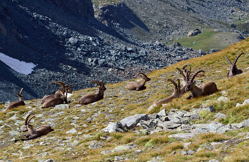 alps alpes alpen alpi ibex steinbock gressoney valsesia alagna stambecco capraibex alpineibex valledellys cornodelcamoscio