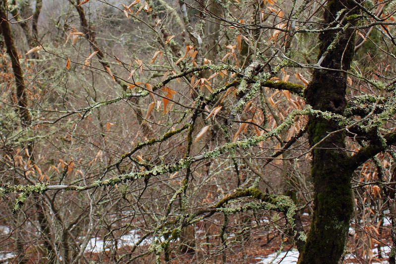 Lichen in the trees
