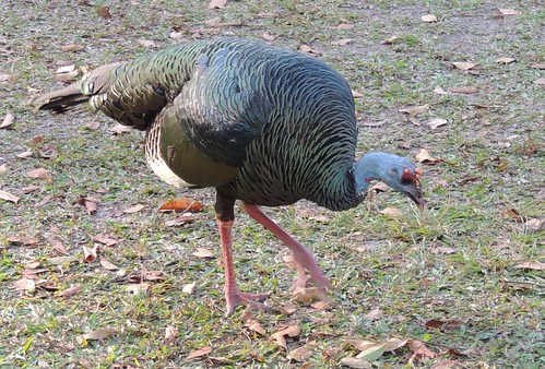 Ocellated Turkey at Tikal, Guatemala