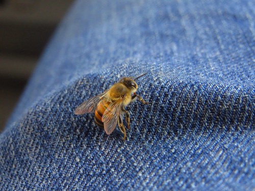 macro bugs bee honey tuxtilla