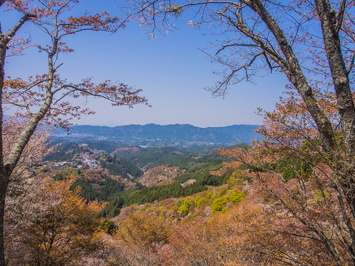 Sakura Mountain