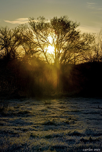 sun tree sol arbol nikon amanecer invierno niebla hielo rocio navarra hierba bruma escarcha peralta d600
