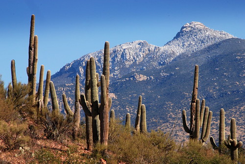 park winter arizona cactus usa mountain snow southwest west nature america cacti landscape desert tucson nps south north az national american northamerica saguaro gigantea carnegiea