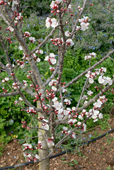 588-20100314-Malta-Il Bidnija Village-Ras Rihana House-garden flowers-fruit tree blossom