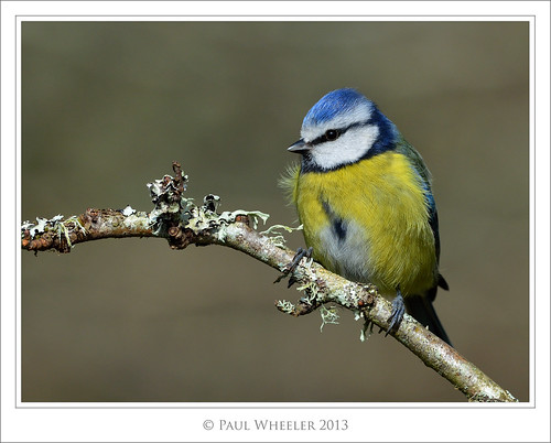 uk blue bird nature yellow spring tit britain wildlife small devon british dartmoor avian caeruleus cyanistes
