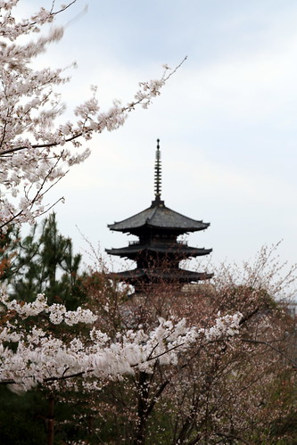 Kyoto Cherry Blossom Show 京都 桜案内