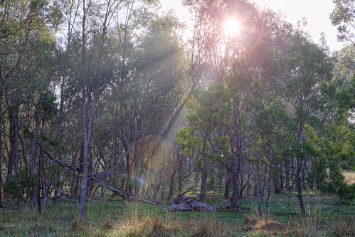 fog sunrise australia melbourne hdr greenvale woodlandshistoricpark