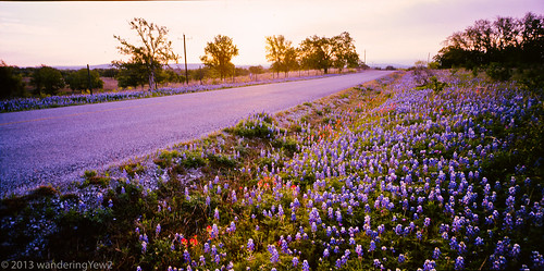 flower 120 film sunrise mediumformat geotagged texas bluebonnet panoramic wildflower filmscan indianpaintbrush texaswildflowers texashillcountry llanocounty 21panoramic 6x12 horseman612 horseman6x12 horseman6x12panoramiccamera geo:lat=30683824 geo:lon=98541076