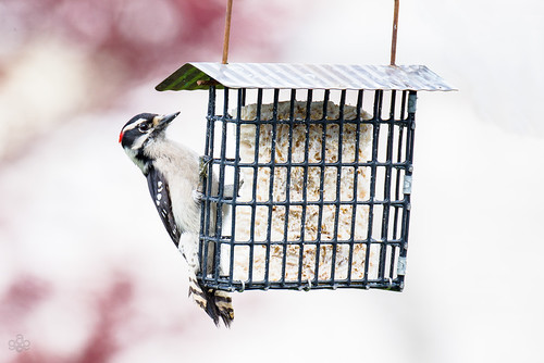 oregon woodpecker downywoodpecker unitedstates feeding beaverton birdfeeder downy 80400afsvrii