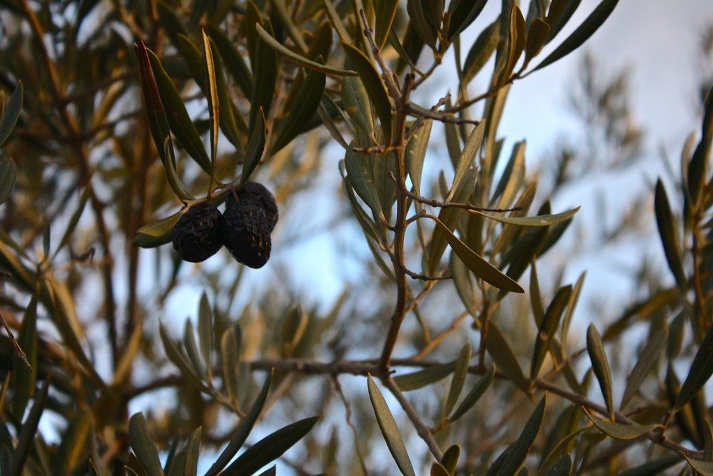 Olives in Jaén province, Spain