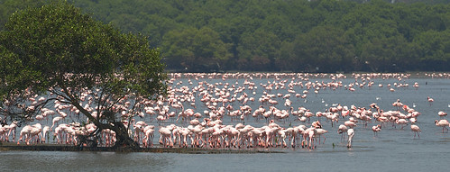 india flamingos mumbai sewri lesserflamingos taxonomy:binomial=phoenicopterusminor taxonomy:common=lesserflamingo photocontesttnc13 flickr:user=pappadi camera:name=nikond5100