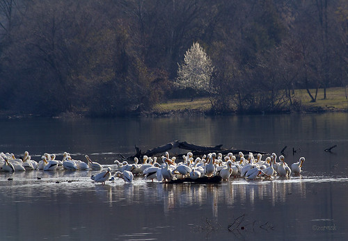 white pelicans water birds sunrise arkansas russellville americanwhitepelican zormsk bradfordpeartree illinoisbayou