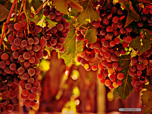 argentina fruits wine mendoza grape