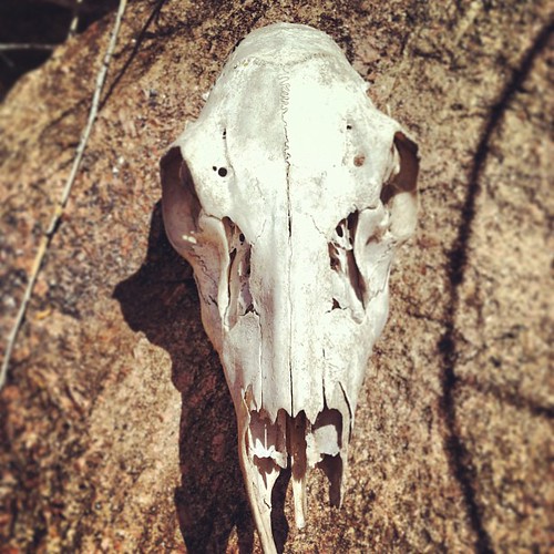 square skulls antlers squareformat bones foundobjects rise iphoneography instagramapp uploaded:by=instagram mountainfound