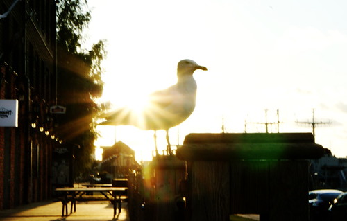 licht möwe vogel sonne sun sunset sonnenuntergang seagull gull bird light flare white